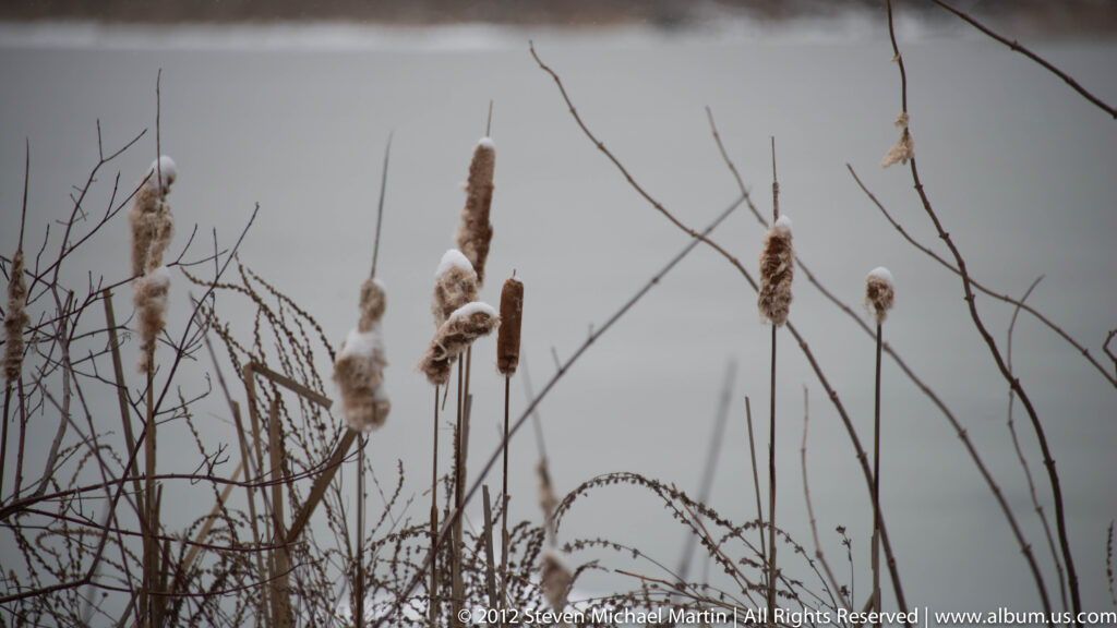 Snow rests on brown cattail heads rising from a tangle of bare winter stems.