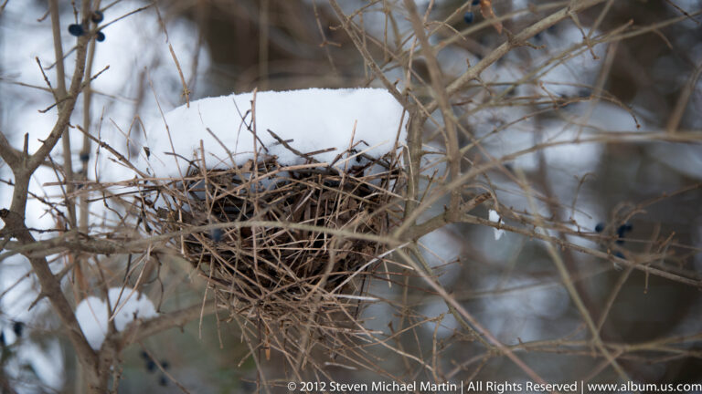 A large woven twig nest sits among bare branches above a snowy stream.