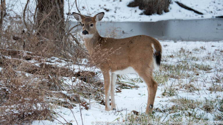 A white-tailed deer stands beside snowy brush with its head turned toward the viewer.