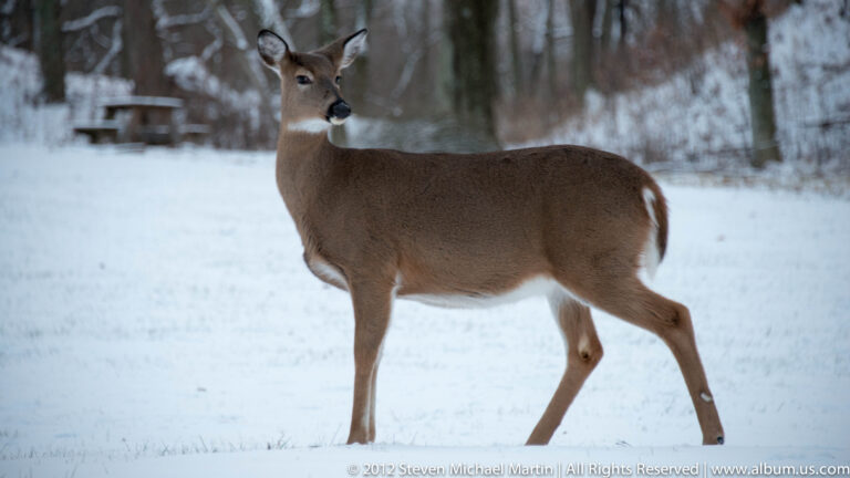 A white-tailed deer walks across snow, with a picnic table blurred among trees behind it.
