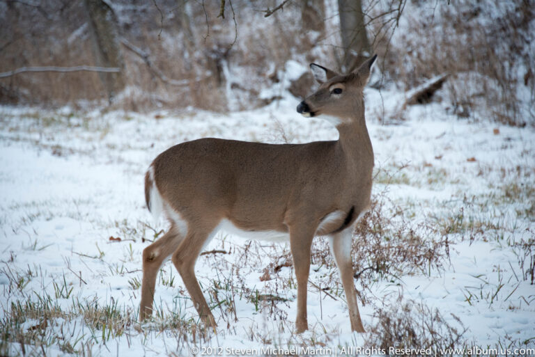 A white-tailed deer stands side-on in snow, looking left toward the surrounding woodland.