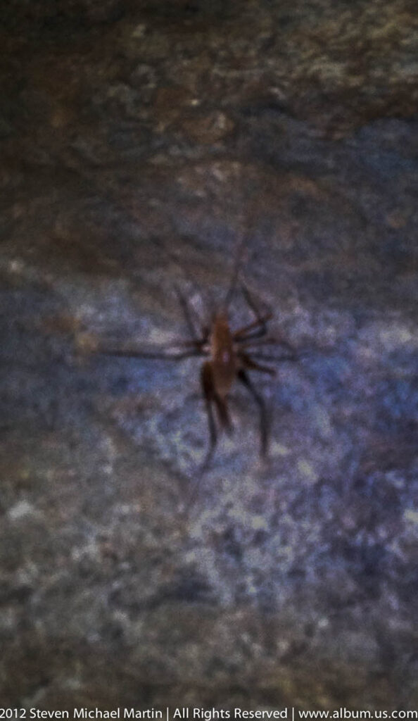 A small dark spider-like animal stands on pale rock, its long legs spread across the surface.
