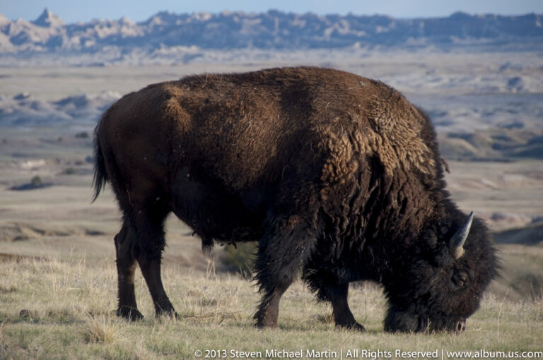 A dark bison grazes with its head down in prairie grass against a distant open plain.