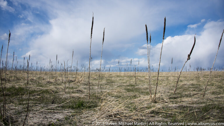Dry prairie grasses and tall dark seed stalks stand against a blue sky with scattered clouds.