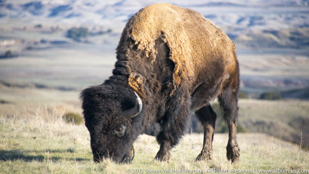 Bison