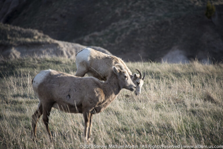 Two bighorn sheep stand together in short prairie grass, with curved horns visible.