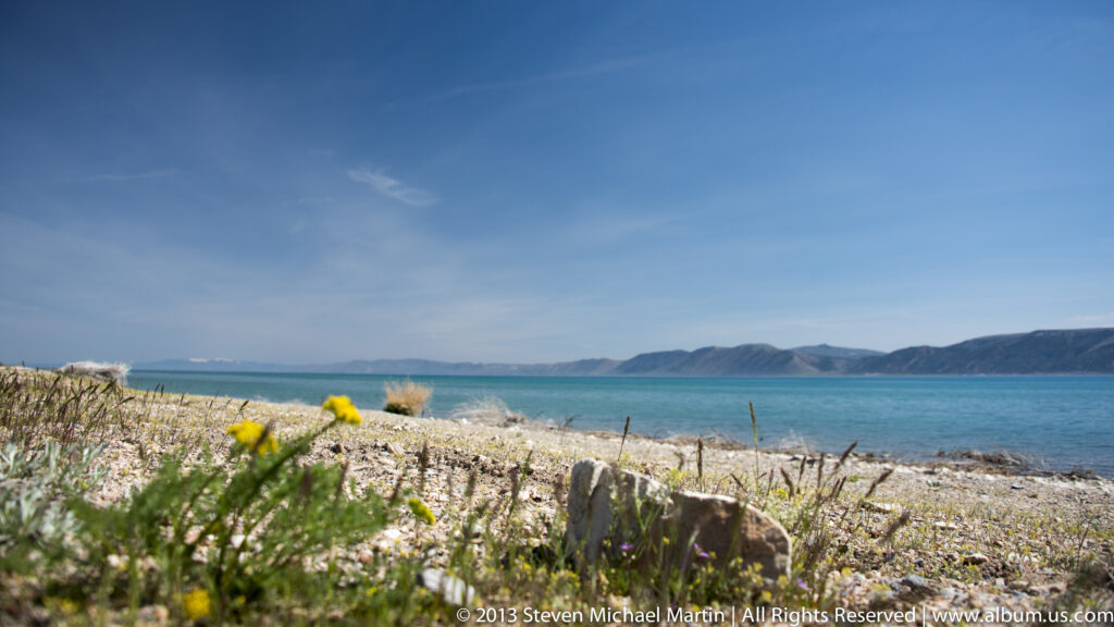 Yellow wildflowers grow among stones at the lakeshore, with blue water and a mountain ridge beyond.