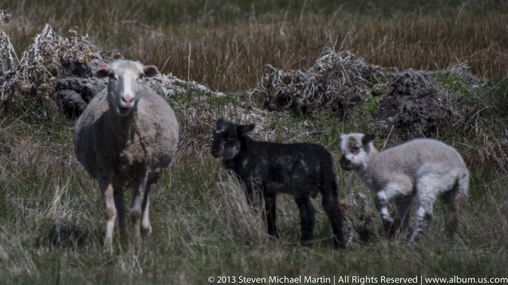 A woolly ewe stands with two lambs marked in blue and pink amid tall marsh grass.