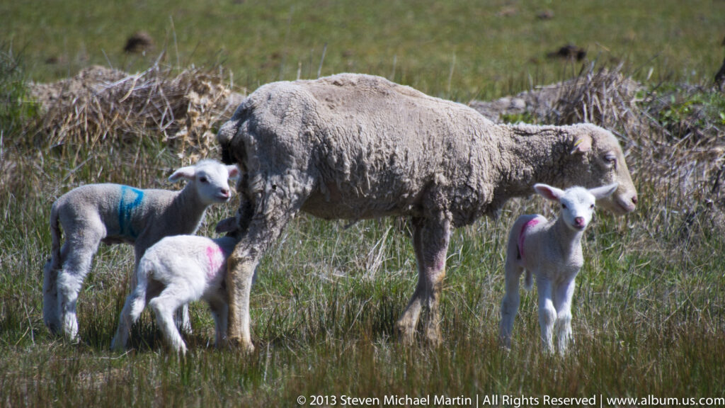 A ewe grazes between two lambs with colored markings in short grass beside a raised bank.