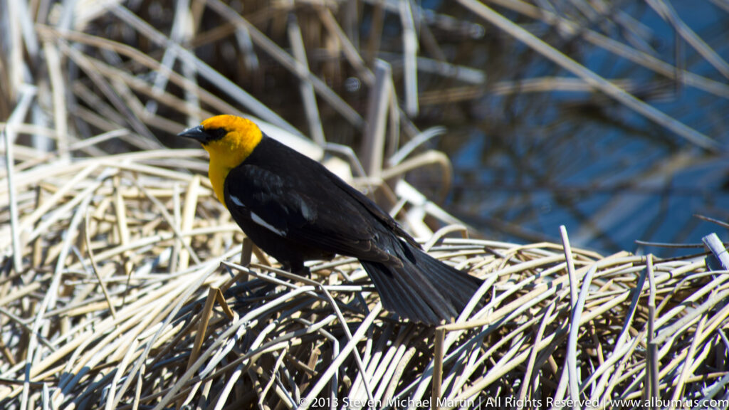 A yellow-headed blackbird with a bright yellow head and black body perches among reeds above water.