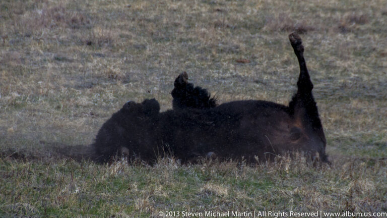 A dark bison rolls in dry grass with its legs raised above its body.