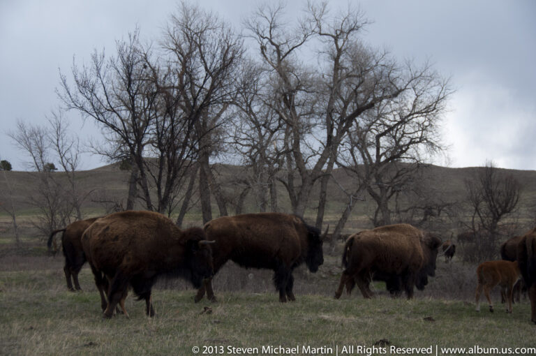 A herd of bison grazes in a grassy clearing with a calf near the right edge.