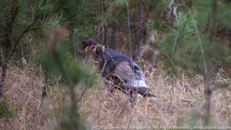 A wild turkey walks through dry grass and brush, partly screened by foreground stems.