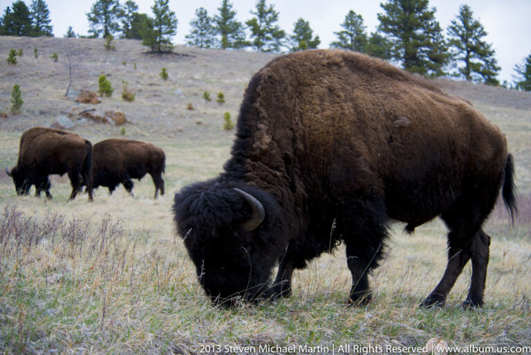 A large bison grazes in the foreground while two others feed on the grassy slope behind it.