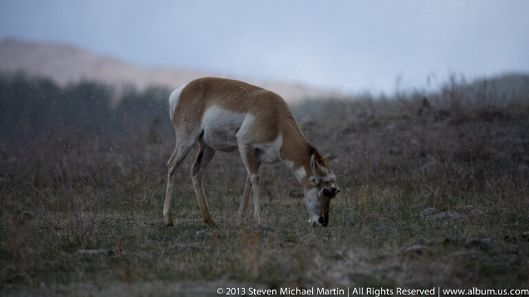 A tan pronghorn grazes with its head lowered in dry grass on an open hillside.