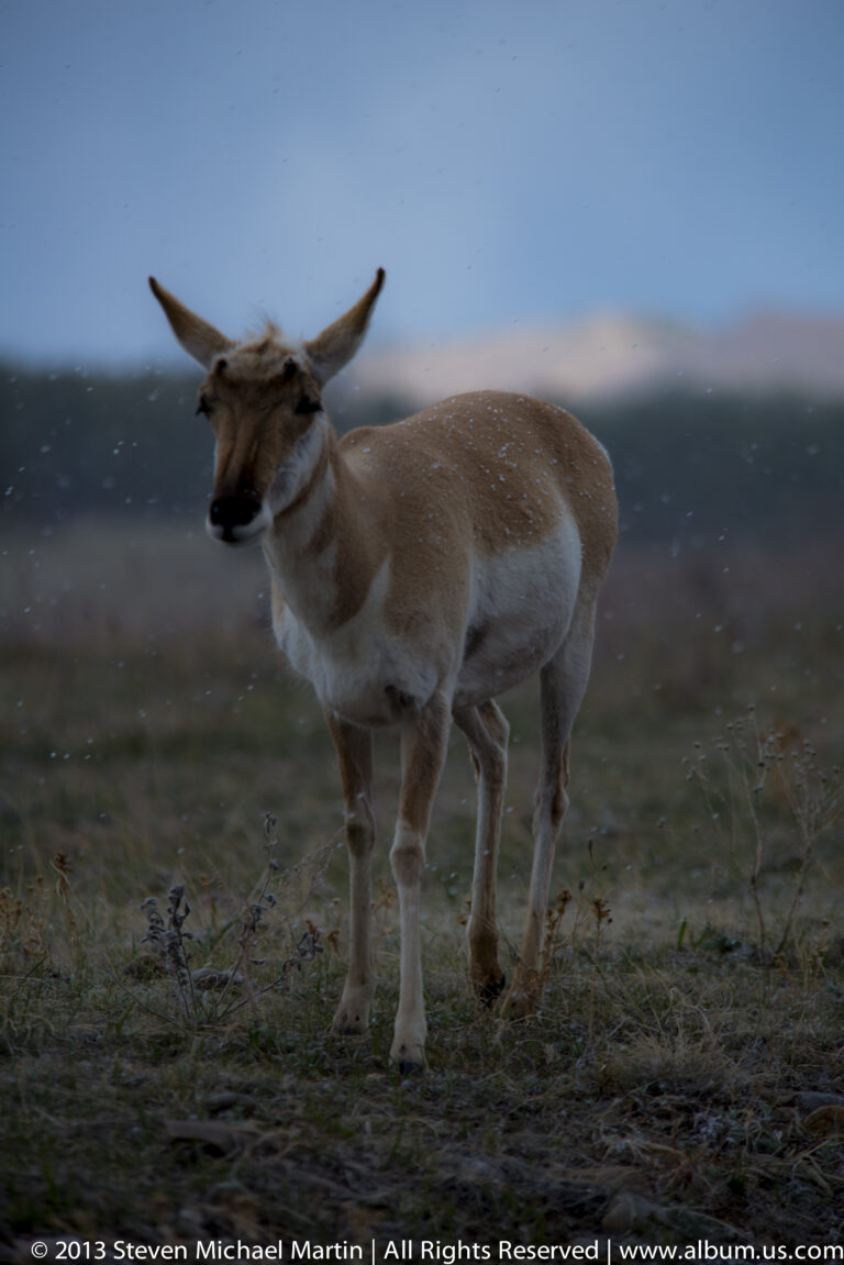 A pronghorn stands in profile on grass, showing its short horns, white underside, and rump.