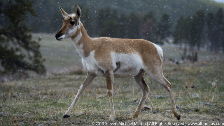 A pronghorn walks through falling snow with one foreleg raised against a blurred woodland.