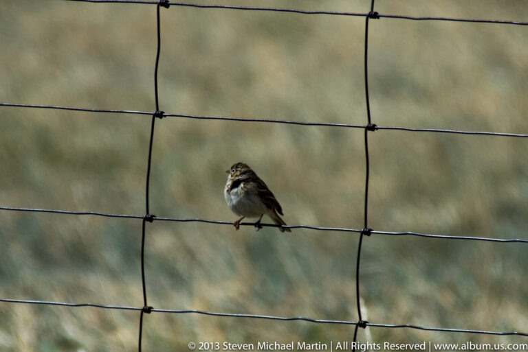 A small brown songbird rests on a wire fence against a softly blurred grassy background.