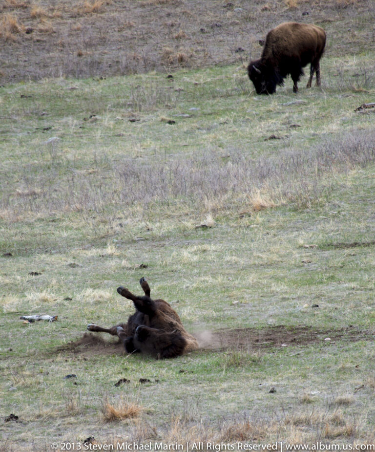 A bison lies in the foreground while another grazes across open grassland in the distance.