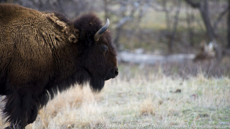 A bison in close profile shows its curved horn, dark eye, and shaggy mane against blurred grass.