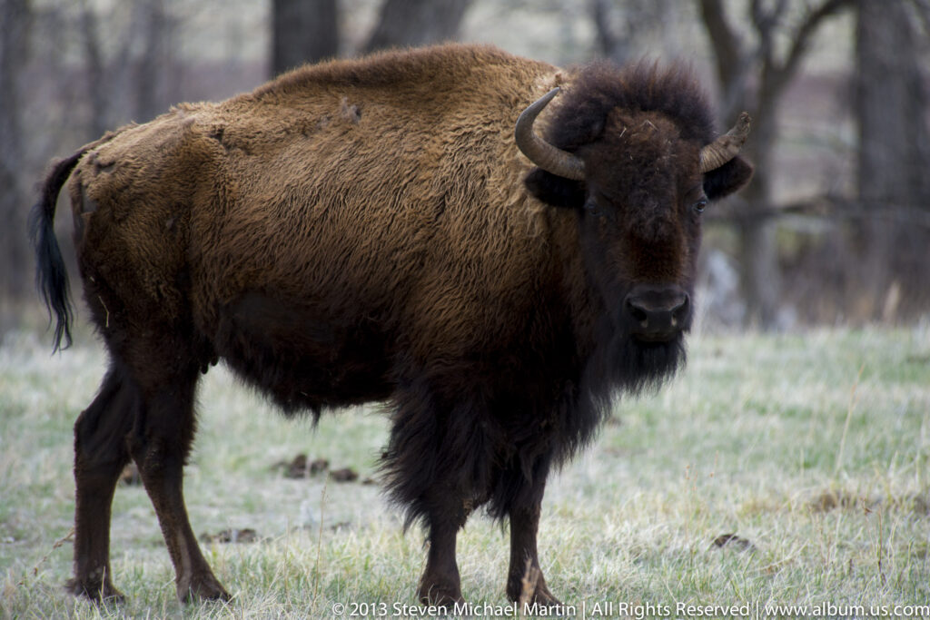 A full-grown bison faces the camera in grass, with both horns and its shaggy mane visible.