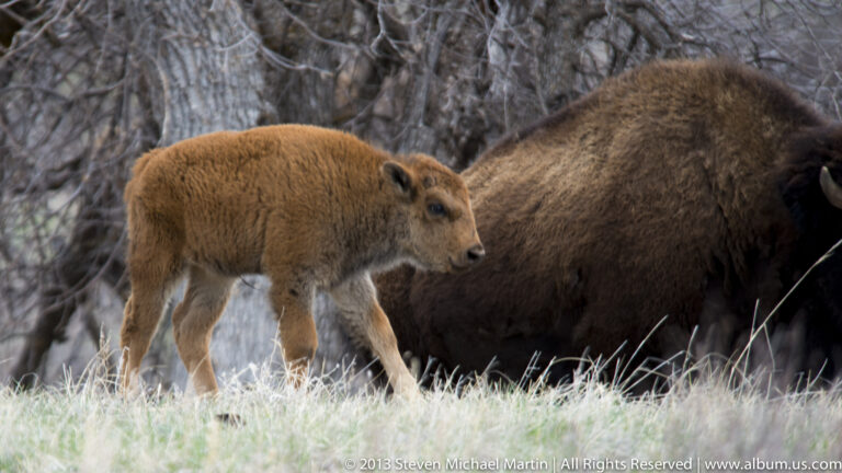 A reddish bison calf nuzzles the shoulder of a larger adult among bare trees.
