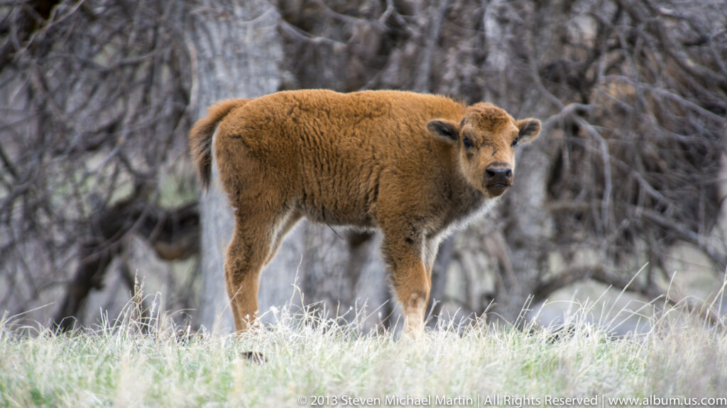 A reddish bison calf looks toward the camera in a leafless woodland, with an adult partly behind.