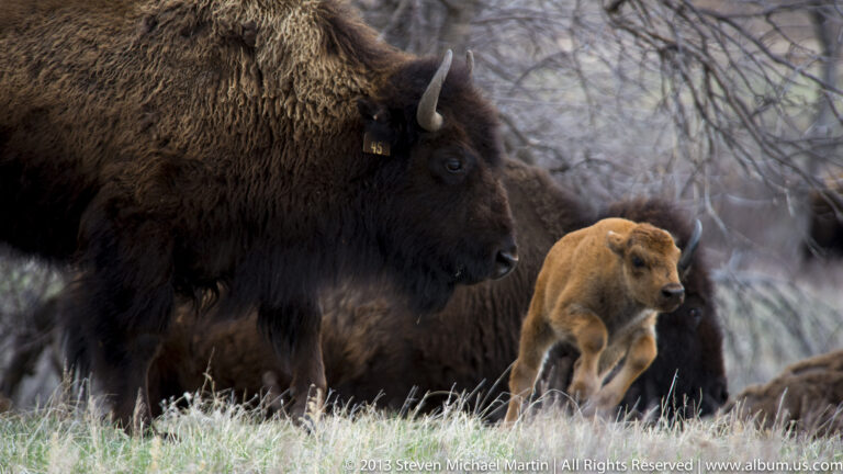 A tagged adult bison stands beside a reddish calf in grass, with another bison partly visible behind them.