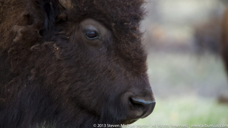 A close profile shows a bison’s dark eye, broad muzzle, and shaggy coat against blurred grass.