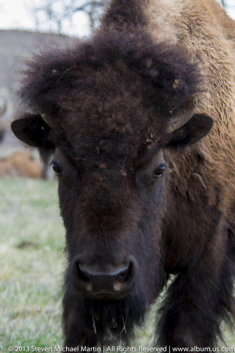 A bison looks directly toward the camera, with its horns, eyes, and muzzle filling the frame.