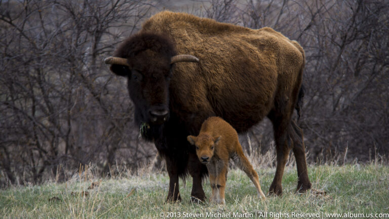 An adult bison stands over a calf in a grassy clearing bordered by bare trees.