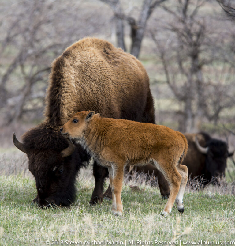 A reddish bison calf presses close to its grazing mother, with other bison blurred behind them.