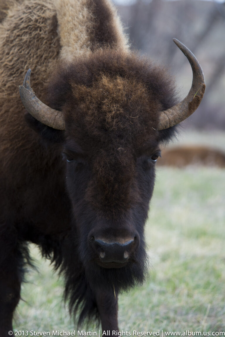 A shaggy bison grazes with long curved horns extending across the frame.