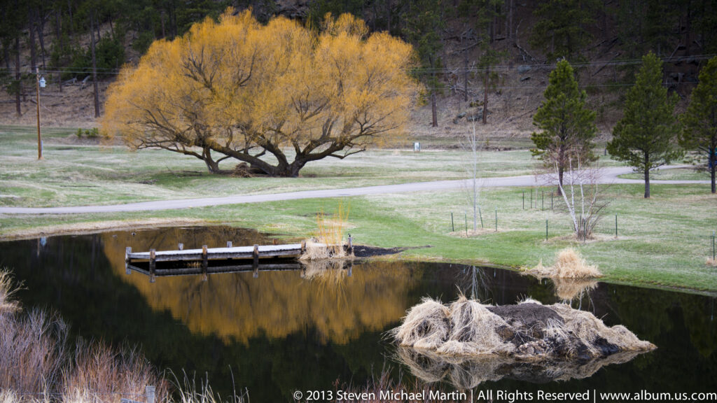 A yellow-leaved willow and its reflection rise above a pond, with a small footbridge along the bank.
