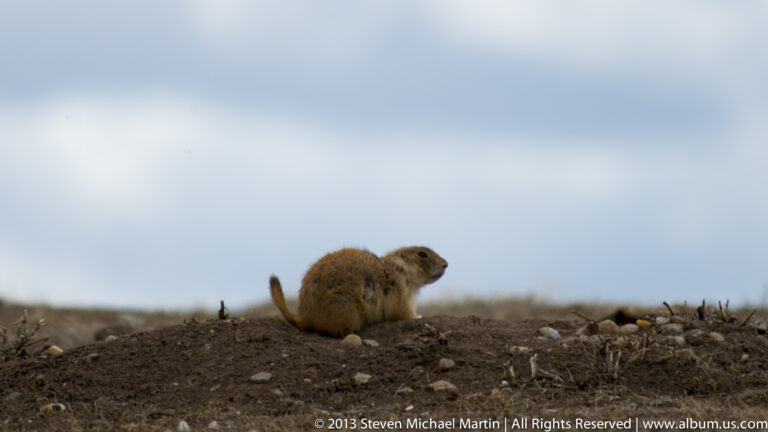 A prairie dog sits in profile on a bare mound beneath an open pale sky.