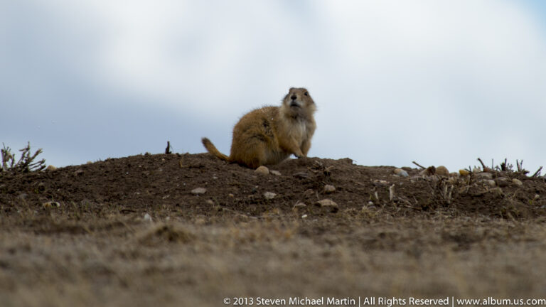A prairie dog sits upright on a dirt mound, facing the camera against a pale sky.