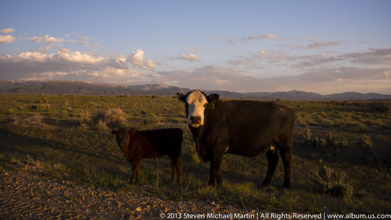 A pale-faced cow stands beside a dark calf in sagebrush pasture at dusk.
