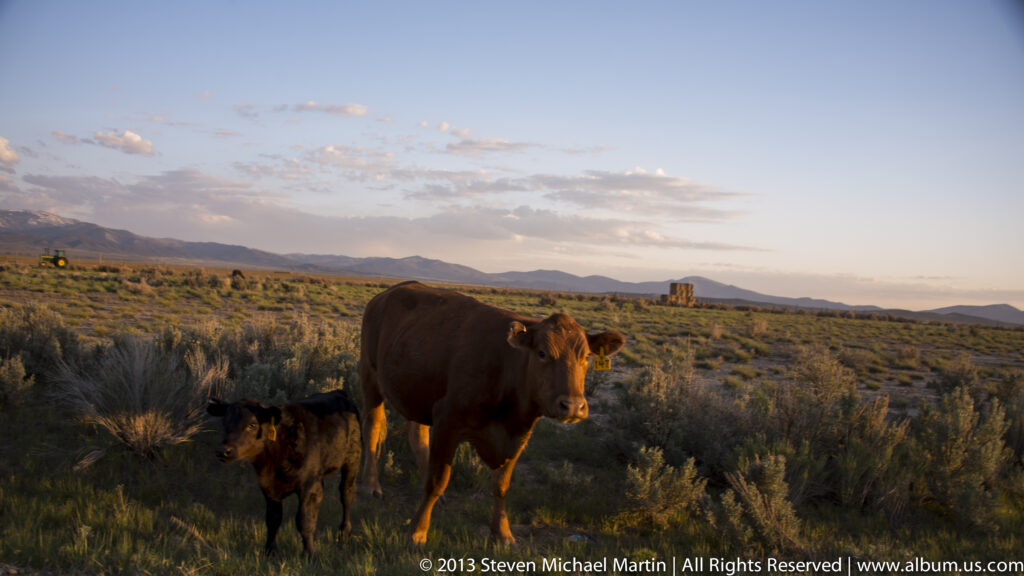 A cow walks through sagebrush with a calf close beside her in evening light.