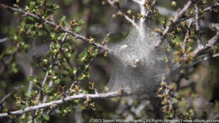 A pale sheet web stretches between leafy twigs with reddish buds.