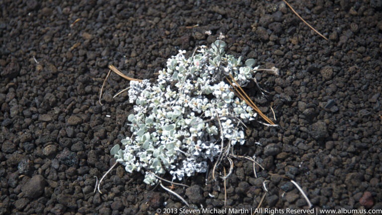 A small silvery plant with pale flowers grows among black lava fragments.