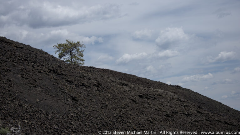 A small green tree grows on a steep black lava slope below a cloudy sky.
