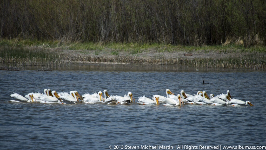 White pelicans with orange bills swim in a line beside a reed-lined bank.