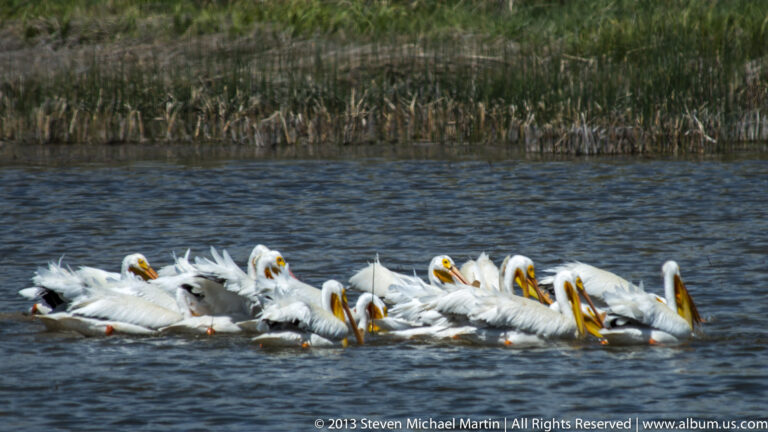 White pelicans with orange bills crowd together on blue water.