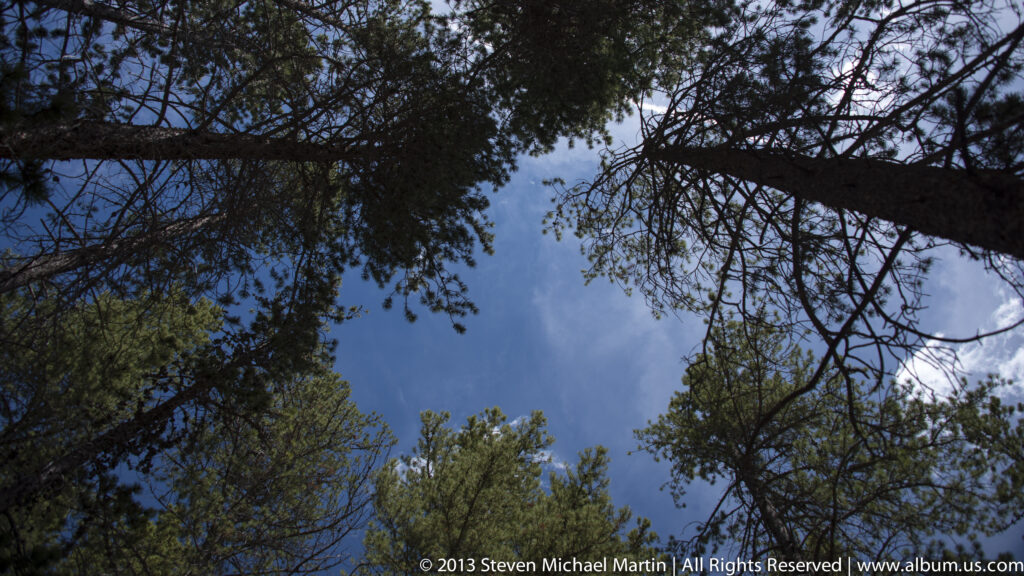 Tree branches and evergreen foliage frame a bright patch of cloudy blue sky.