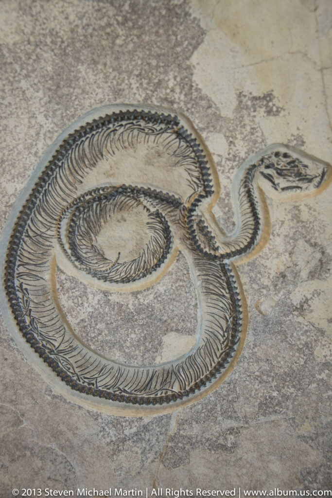 A coiled fossil skeleton with closely spaced ribs is preserved in a pale stone slab.