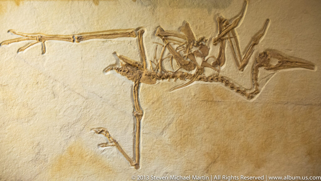 A bird fossil with spread wings and long legs is preserved in a pale stone slab.
