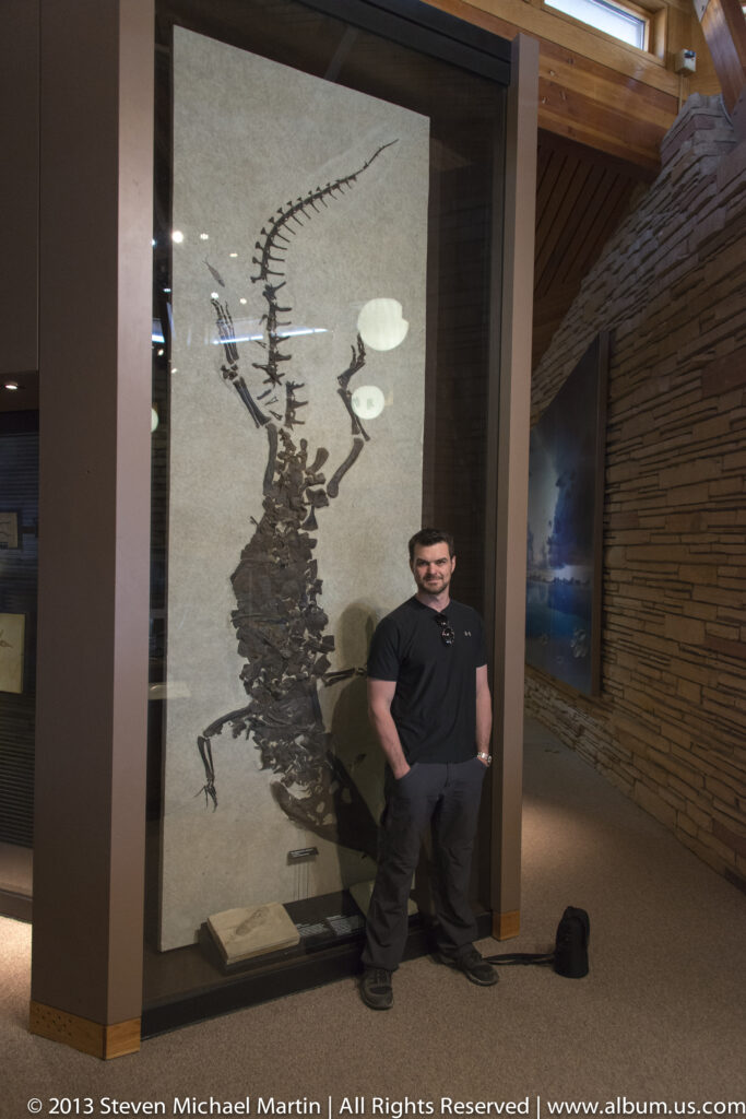 A visitor stands beside a large fossil skeleton displayed vertically in a museum case.