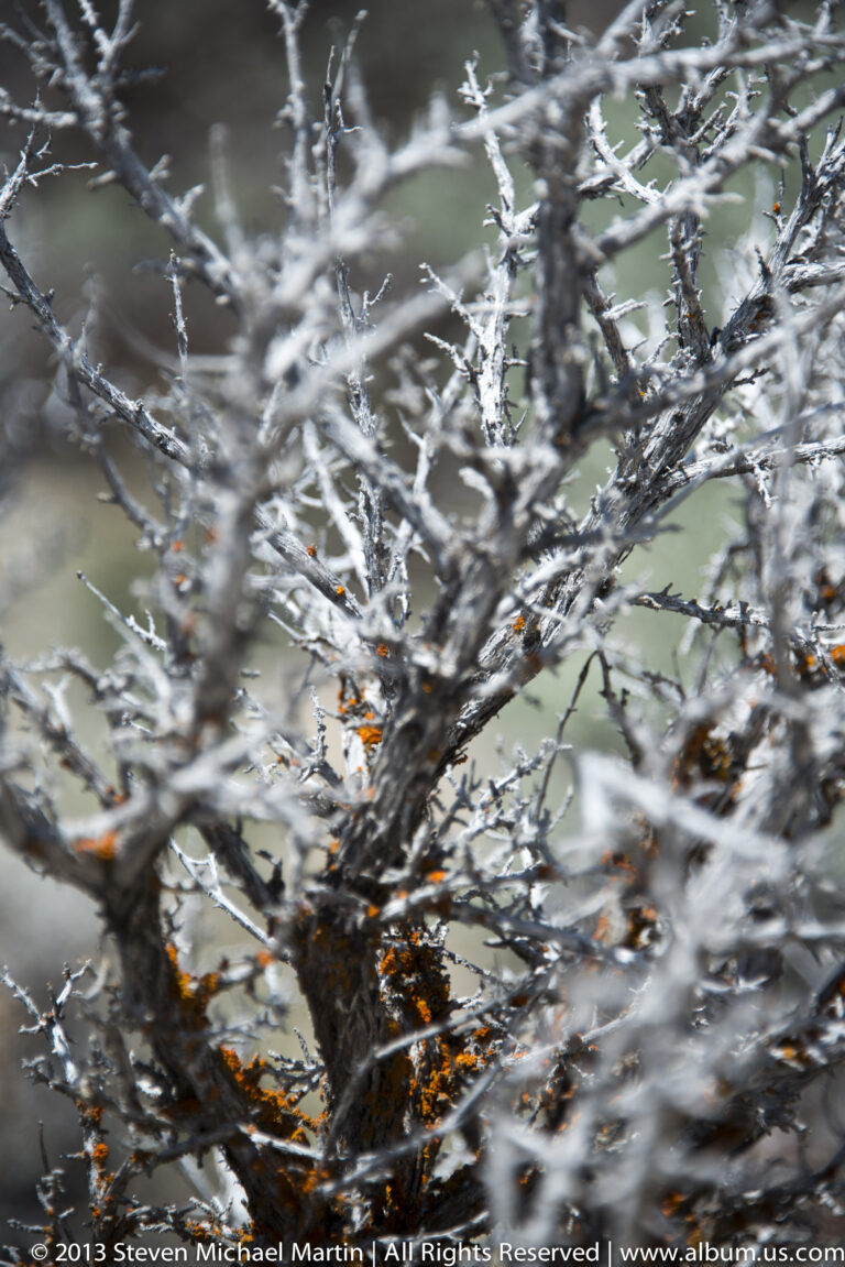 Orange blossoms appear among pale branches against a softly blurred wooded background.