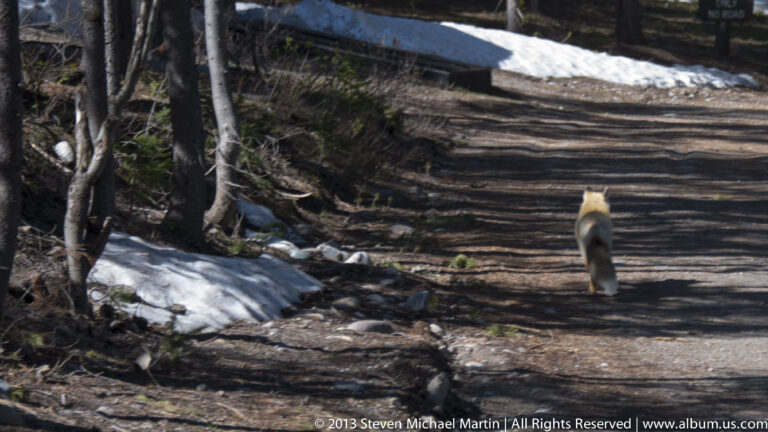 A tan canine walks away on a dirt trail bordered by melting snow and trees.