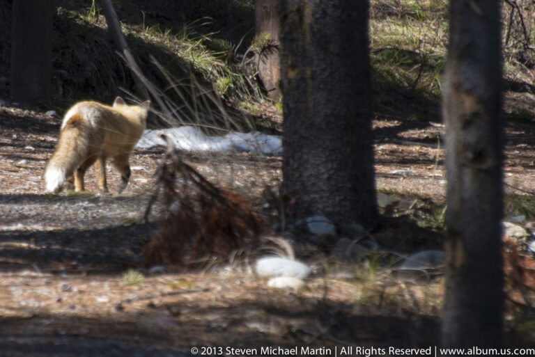A tan fox lowers its head among branches and leaf litter beside a tree.